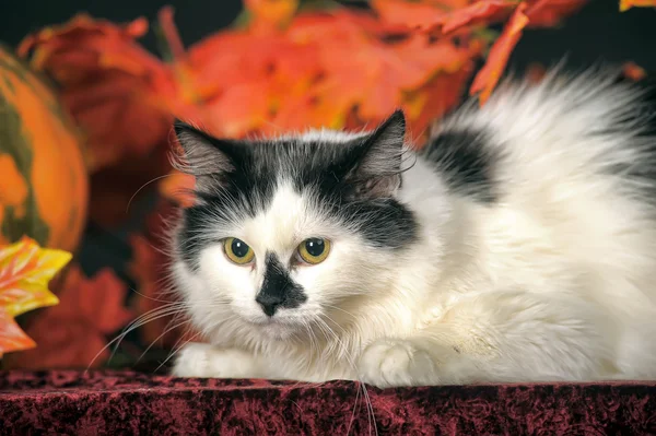 Katze Herbstblätter — Stockfoto