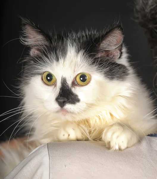 Schwarze und weiße Katze — Stockfoto