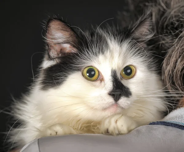 Black and white cat — Stock Photo, Image