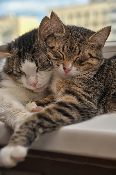 Twee katten — Stockfoto