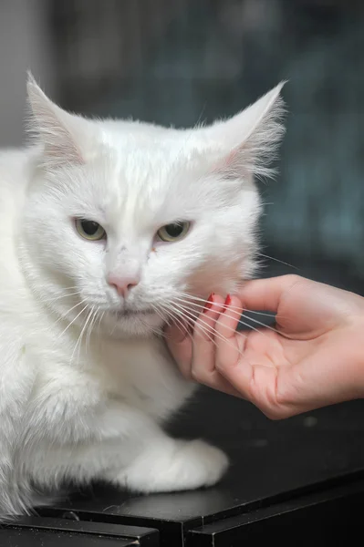 Gato branco — Fotografia de Stock