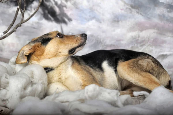 Собака на зимнем фоне — стоковое фото