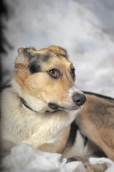 Dog on the winter background — Stock Photo, Image