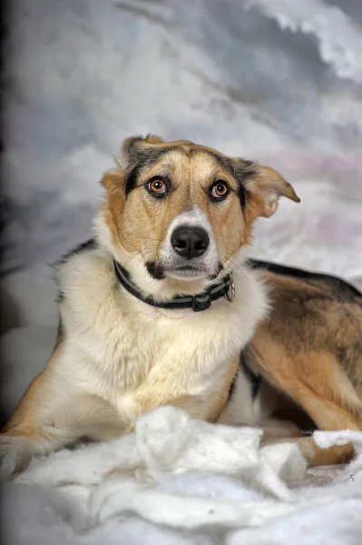 Hund på vintern bakgrunden — Stockfoto