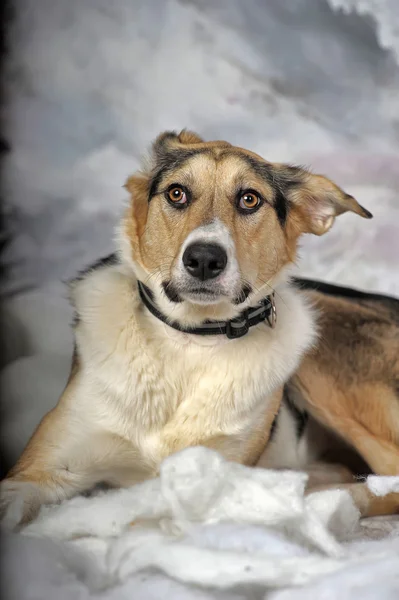 Dog on the winter background — Stock Photo, Image