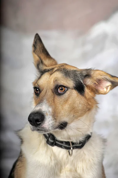 Cão no fundo do inverno — Fotografia de Stock