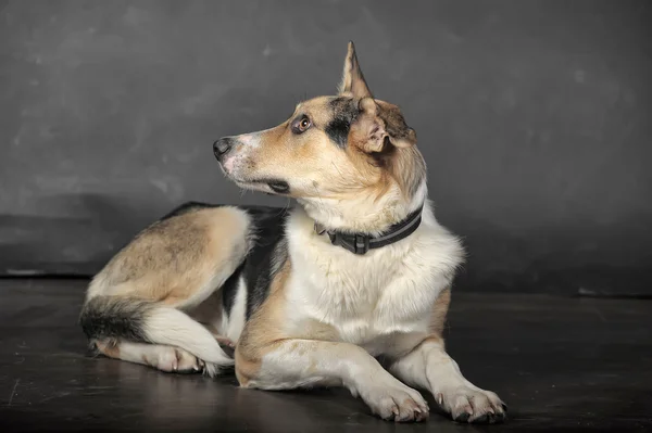 Hond in studio — Stockfoto