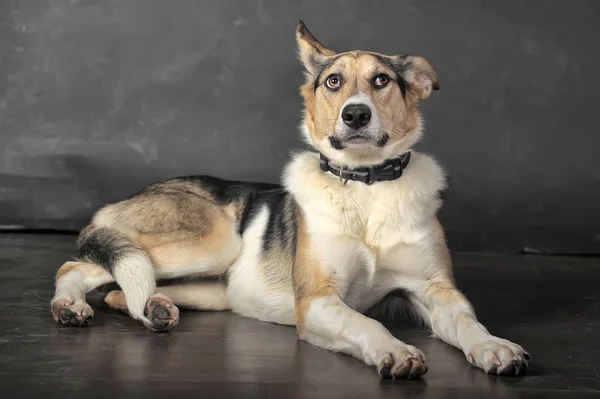 Hond in studio — Stockfoto