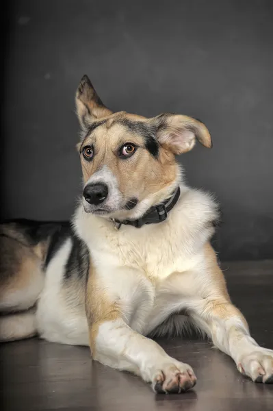 Cão no estúdio — Fotografia de Stock