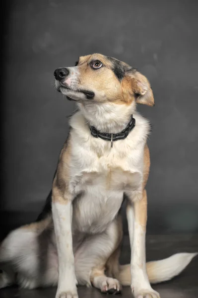 Hond in studio — Stockfoto