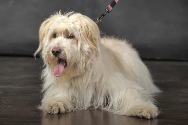 Terrier métis — Photo