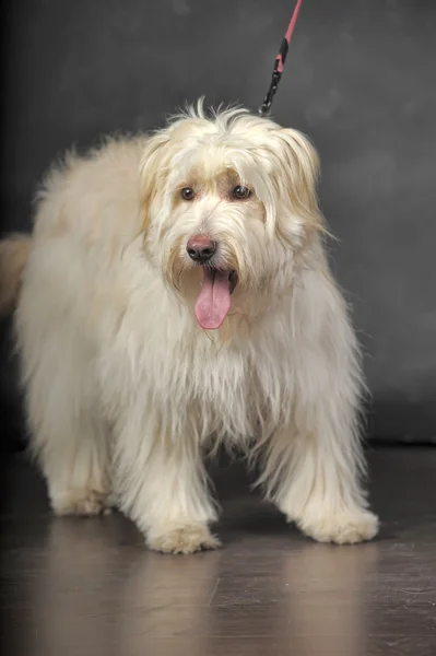 Félvér terrier — Stockfoto