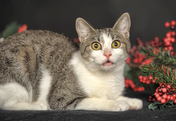 Gato manchado — Foto de Stock