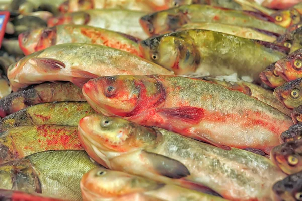 Mercado de pescado fresco —  Fotos de Stock