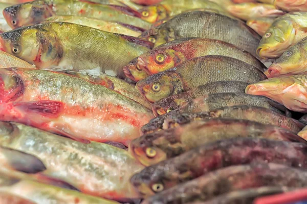 Färsk fiskmarknaden — Stockfoto