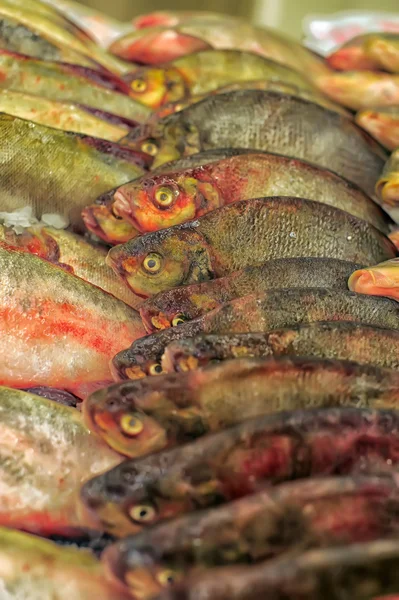 Färsk fiskmarknaden — Stockfoto