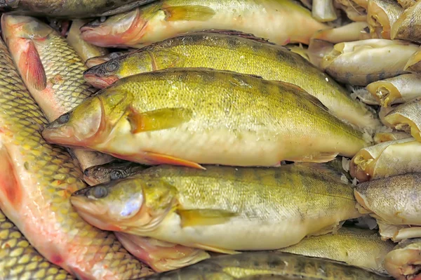 Mercado de pescado fresco — Foto de Stock