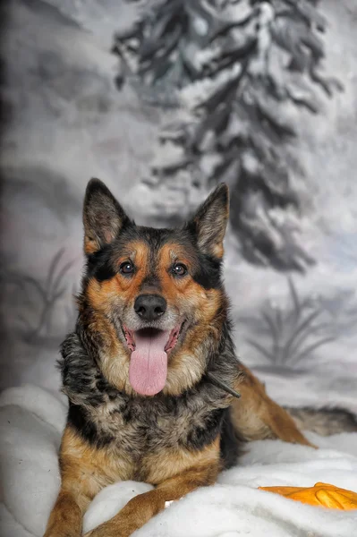 Dog on the winter — Stock Photo, Image