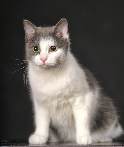 Gato aislado — Foto de Stock