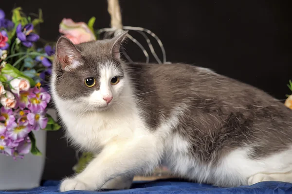 Gato manchado —  Fotos de Stock