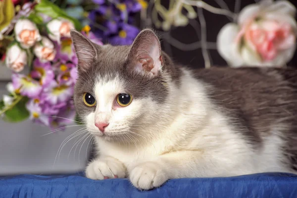 Gefleckte Katze — Stockfoto