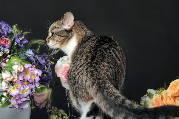 Gefleckte Katze — Stockfoto