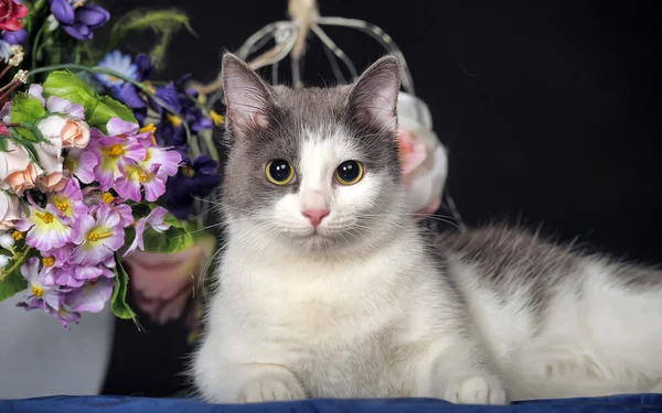 Gefleckte Katze — Stockfoto