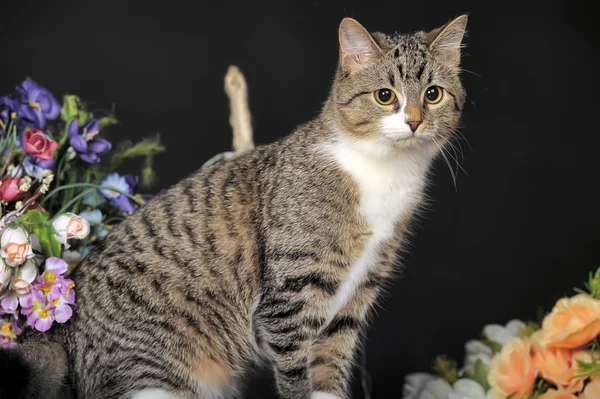 Gefleckte Katze — Stockfoto