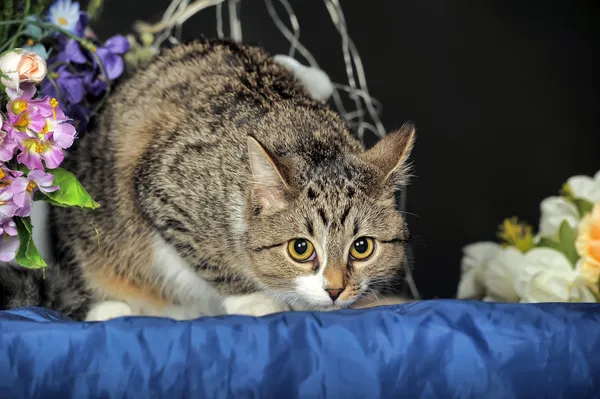 Gefleckte Katze — Stockfoto