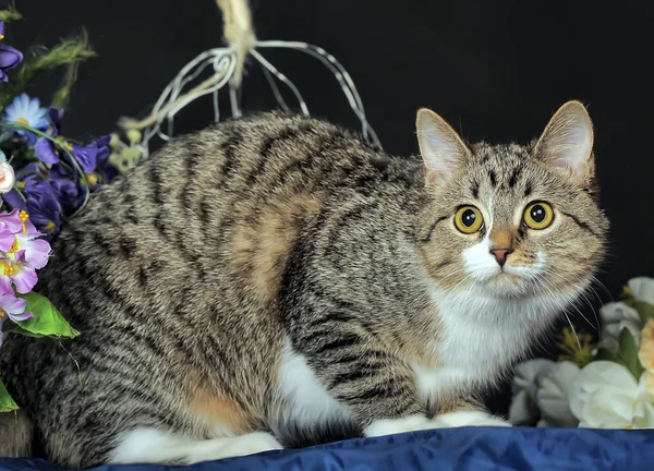 Gato rayado — Foto de Stock