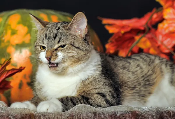 Striped cat — Stock Photo, Image