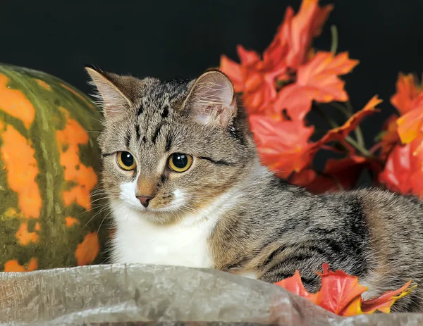 条纹的猫 — 图库照片