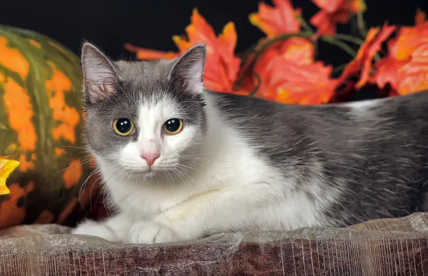 Gato manchado — Foto de Stock