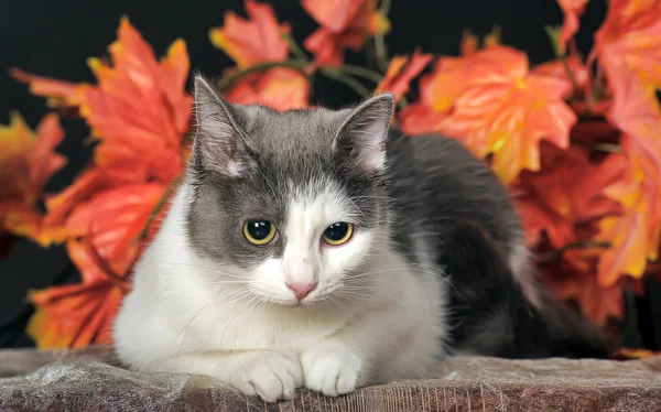 Gato manchado — Foto de Stock