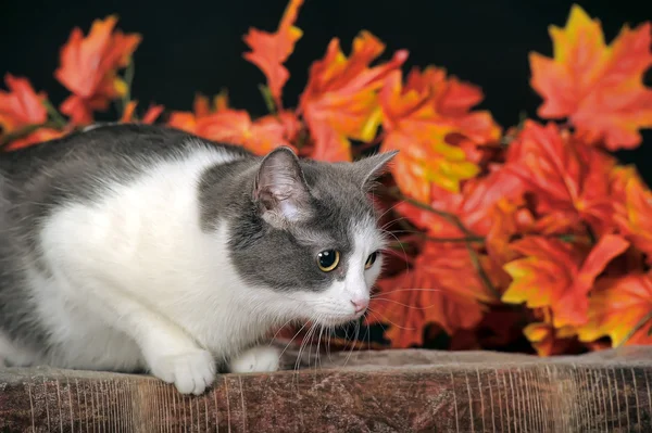 Gato manchado — Fotografia de Stock