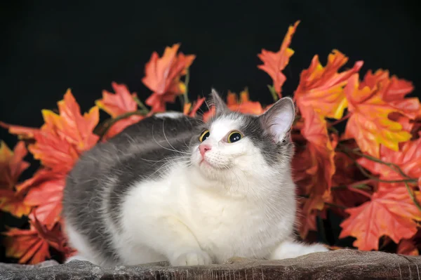 Gato manchado — Fotografia de Stock