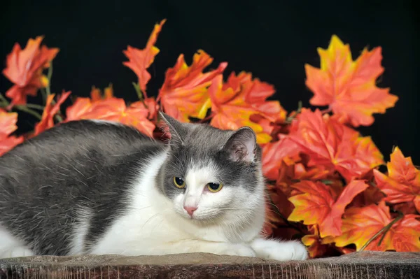 斑点を付けられた猫 — ストック写真