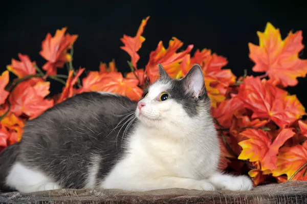Пятнистая кошка — стоковое фото