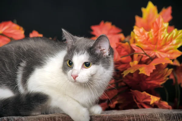 Gato manchado — Foto de Stock