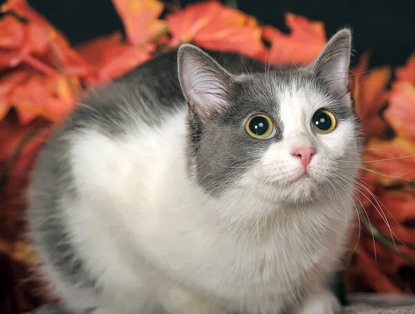 斑点を付けられた猫 — ストック写真