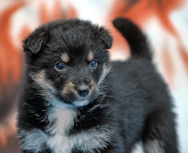 Tibetan mastiff — Stock Photo, Image