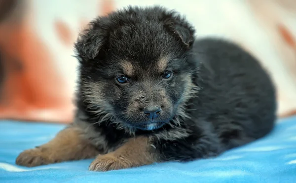 Tibetan mastiff — Stock Photo, Image