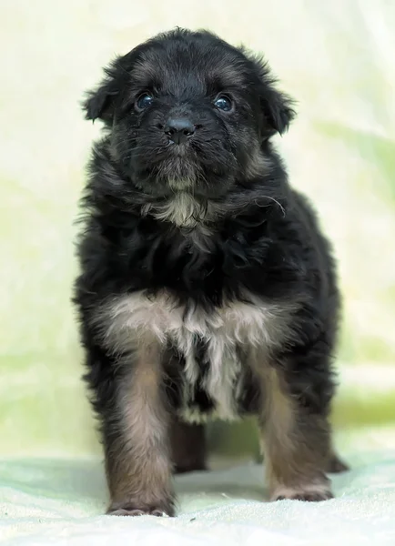 Mastín tibetano — Foto de Stock