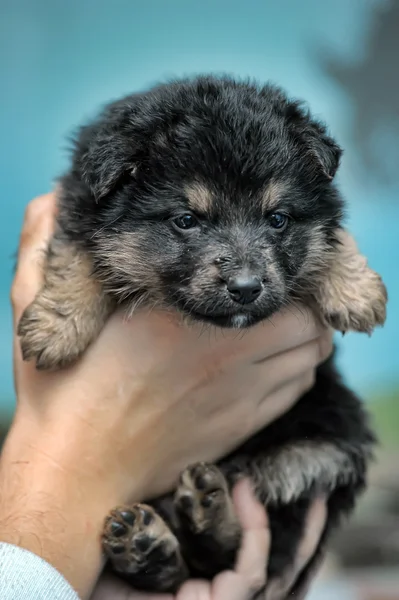 Tibetan mastiff — Stock Photo, Image