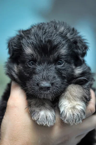 Tibetan mastiff — Stock Photo, Image