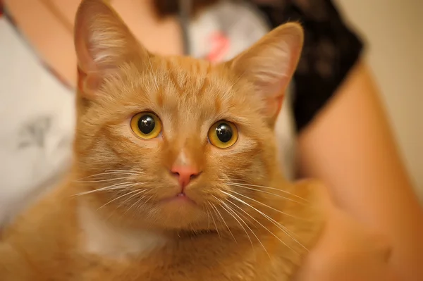 Orange cat — Stock Photo, Image