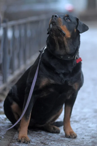 Rottweiler im freien — Stockfoto