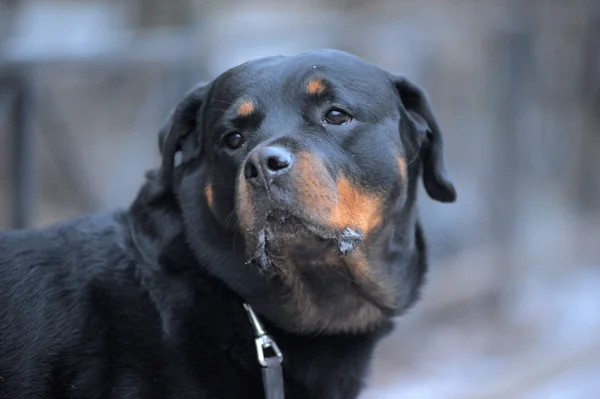 Rottweiler im freien — Stockfoto