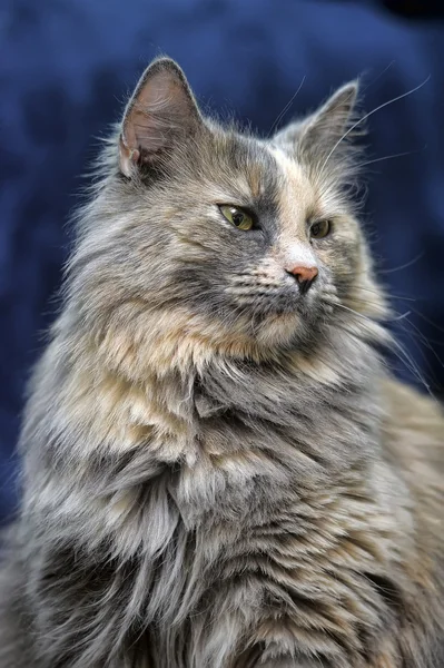 Fluffy cat — Stock Photo, Image