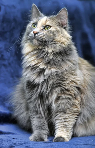 Fluffiga katten — Stockfoto